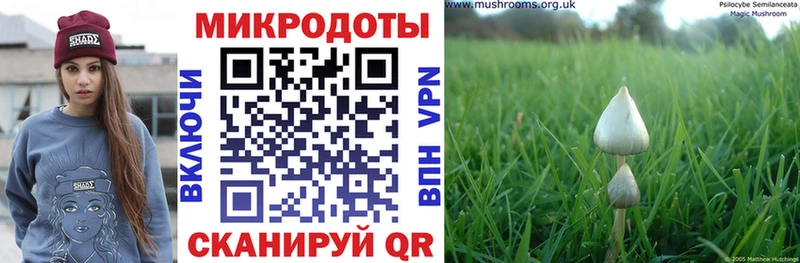 Псилоцибиновые грибы Psilocybe  Томилино 
